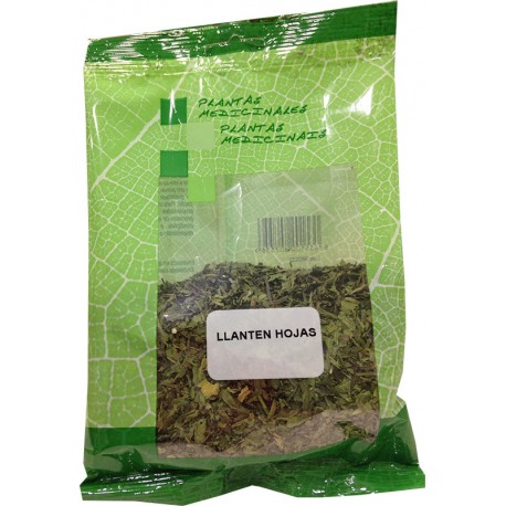Llantén hojas
